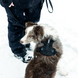 Шлейка для собак Thule Dart Harness фото